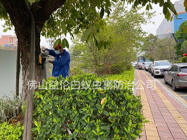 樂平鎮(zhèn)街道滅治樹木白蟻