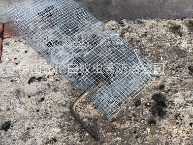 云東海上門(mén)抓蛇工程