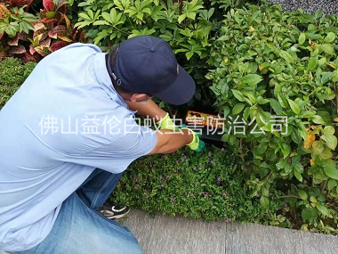 南邊鎮(zhèn)綠化施藥滅鼠